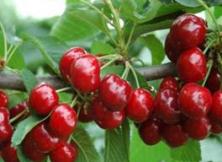 5月30、31日，6月6、7日門樓水庫大櫻桃采摘+峆盧寺+淡水魚餐一日游