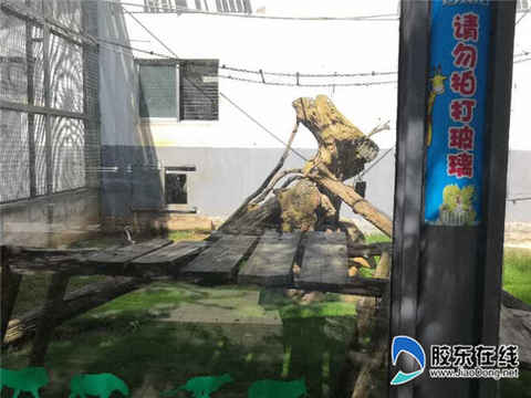 南山公園駱駝館和猴館成投喂重災區 請讓動物們好好吃正餐