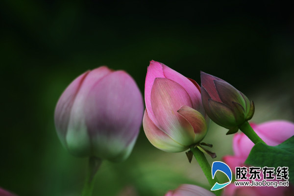 朱巖河荷花盛開，吸引市民賞花游玩