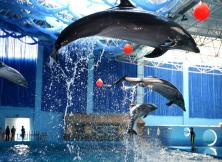 【每日發團】蓬萊海洋世界+帆船出海純玩一日游無購物可自費 【每日發團】蓬萊海洋世界+帆船出海純玩一日游無購物可自費