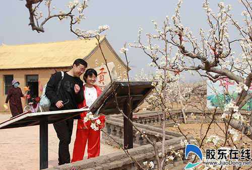 2019煙臺萊陽梨花節開幕1