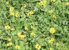 重慶+世界自然遺產赤水丹霞雙飛五天