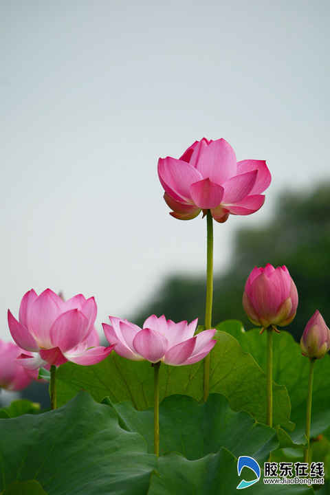 朱巖河荷花盛開，吸引市民賞花游玩