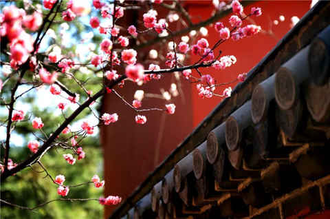 要想不負春光 這個賞花打卡地不得不去！