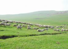 貢格爾草原、渾善達克沙地、阿斯哈圖石林、白音敖包、達里諾爾湖、佛教圣地召廟、西拉沐淪河漂流、赤峰博物館特價雙飛五日游 貢格爾草原、渾善達克沙地、阿斯哈圖石林、白音敖包、達里諾爾湖、佛教圣地召廟、西拉沐淪河漂流、赤峰博物館特價雙飛五日游