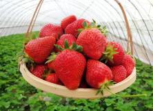 【春節假期】威海多福山+草莓無限吃+玻璃棧道+玻璃滑道網紅一日游