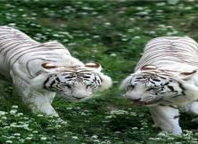 動(dòng)物世界：濟(jì)南九頂塔野生動(dòng)物園三日游