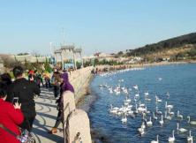 3月5日周天僅需68元 老紀帶你吃地道漁家餐，賞美麗大天鵝，觀科技世界！