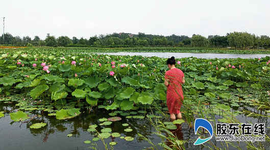 朱巖河荷花盛開，吸引市民賞花游玩