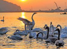 【春節假期】榮成煙墩角-賞天鵝-海草房-科技館親子純玩一日游