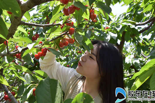 游客入園體驗大櫻桃采摘