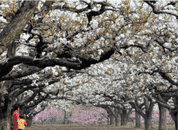 賞百年古梨園 嘗特色農家菜