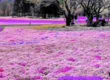 五一小長假:萊陽櫻花純玩一日游 五一小長假:萊陽櫻花純玩一日游