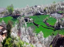 嘉華旅游煙臺起止---金川梨花、丹巴甲居藏寨磨西賞花雙飛6日游 嘉華旅游煙臺起止---金川梨花、丹巴甲居藏寨磨西賞花雙飛6日游