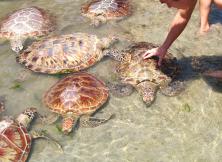 嘉華旅游開業大促---尊享巴厘島6日游HD