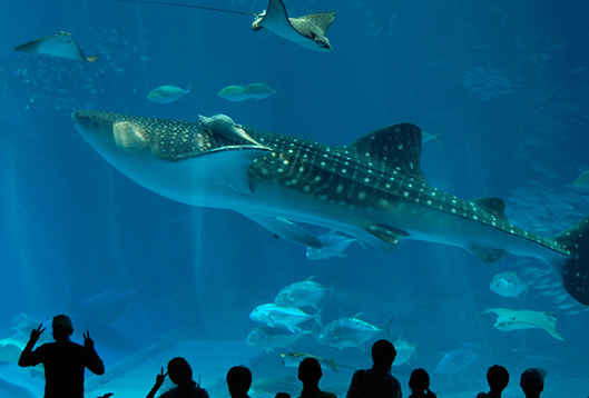 漁人碼頭獻禮最美教師節 這份心意請您收下