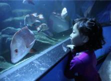 【夜宿海底隧道，美人魚叫早】這個(gè)5.1讓你玩的跟別人不一樣！