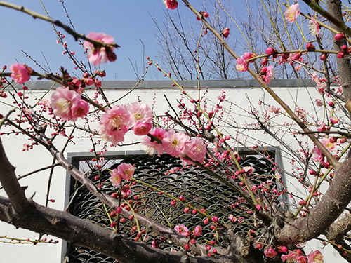 煙臺植物園梅花綻放春意濃