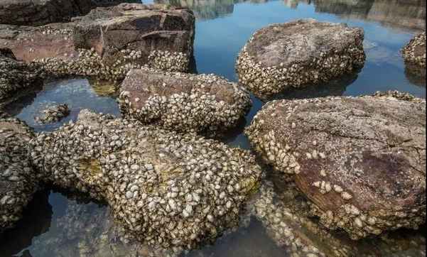 冬里嘗鮮 當數海蠣最“銷魂”？