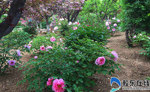 煙臺農博園內的牡丹花