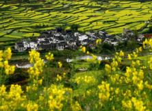 【春季賞花】千島水上油菜花海+水上森林+揚州瘦西湖.東關古街.京杭大運河畔3日