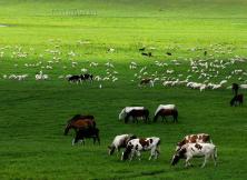 希拉穆仁草原響沙灣青城雙飛4日