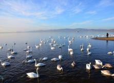 天鵝湖+小湯溫泉一日游