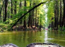 【端午假期】興化李中水上森林、泰州溱湖濕地、溱潼古鎮(zhèn)、揚州瘦西湖、皮包水早茶大巴三日游 【端午假期】興化李中水上森林、泰州溱湖濕地、溱潼古鎮(zhèn)、揚州瘦西湖、皮包水早茶大巴三日游