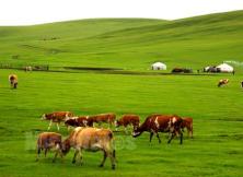 A線：山海關(guān)、北戴河、哈爾濱、海拉爾、滿洲里、呼倫貝爾大草原、長白山、沈陽 專列10日游