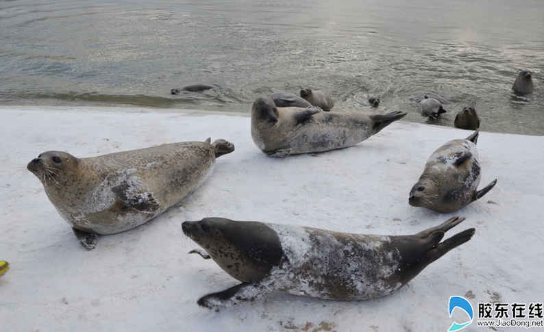 海豹雪地里打滾