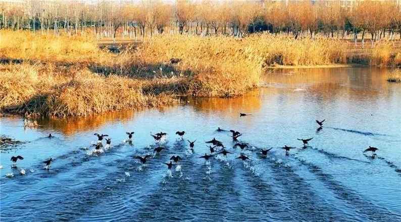 魅力煙臺： 愿為雙鴻鵠 比翼共翱翔