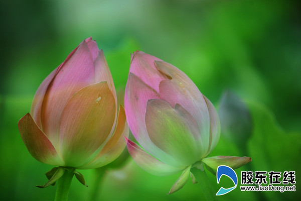 朱巖河荷花盛開，吸引市民賞花游玩