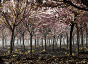 華五+雙水鄉烏鎮南潯+神奇茅山、句容櫻花園、賞花醉美純玩雙飛五日游