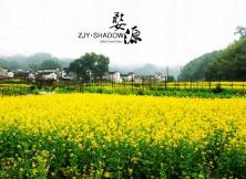 賞花：黃山，婺源，呈坎大巴休閑四日游