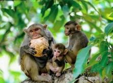 嘉華旅游開業大促--海南品味海島六日游