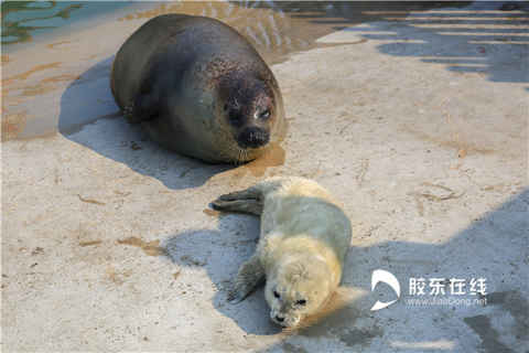 剛出生“豹墩墩”長啥樣？白絨毛大眼睛 賊可愛！