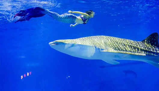 煙臺鯨鯊海洋公園最低9.9元起！夢幻人魚，海底實驗，海獅課堂……“大駕光臨” 邀您共度歡樂五一