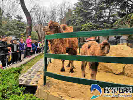 春天里的動物園一片欣欣向榮的景象