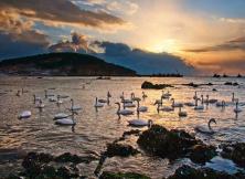 冬季線路 ：威海煙墩角賞天鵝+榮成科技館純玩一日游