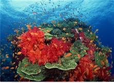 狂歡巴厘島六日游