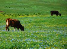 承德避暑山莊+烏蘭布統草原臥鋪大巴五日游（純玩團）