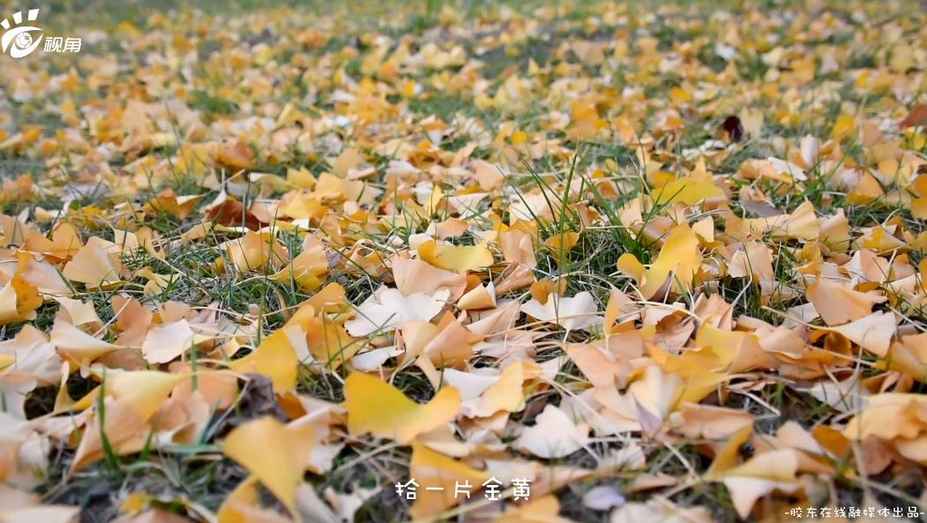 360截圖20191119084612674