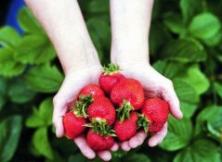 【采摘季】威海草莓采摘+滴水灣溫泉二日游