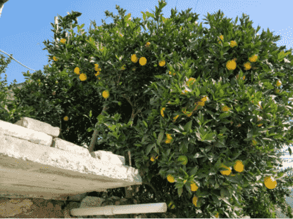 煙臺助力巫山譜寫山海之戀：品巫山戀橙，賞巫山紅葉