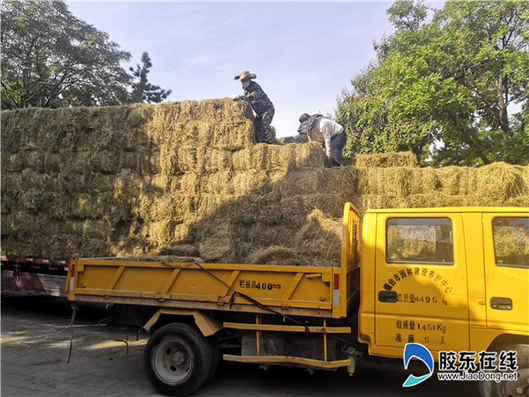 屯糧過冬！南山公園動物園購入32噸干草