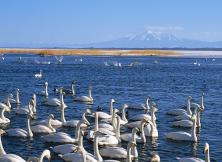 開業促銷~天鵝湖+海洋科技館一日游