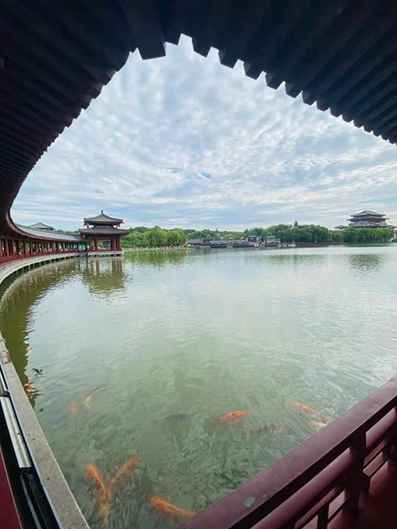 我跟黨走·家鄉蝶變丨芙蓉園里觀盛世 一步一景皆唐詩