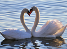 天鵝湖、科技館一日游
