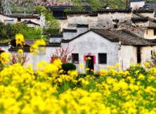 嘉華旅游---婺源賞油菜花+觀民宅四日游