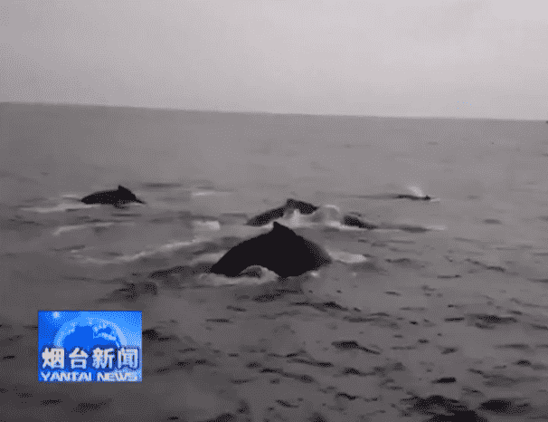 蓬萊長島海域出現鯨魚群